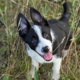 Beck - Black and white male Border Collie puppy in Strafford, Vermont from Thundering Paws Farm Working Collies
