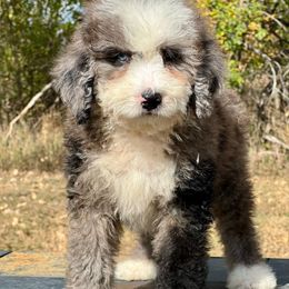 Savannah - Blue merle female Bernedoodle puppy in Sioux Falls, South Dakota from WhiskeyCreek Doodles