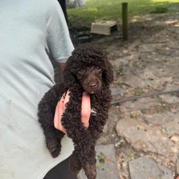 Personality - Parti male Poodle puppy in Florence County, South Carolina from Modern Family Standards