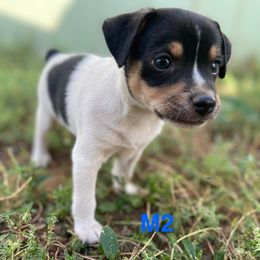Male 2 - Black white and tan male Rat Terrier puppy in Burnet, Texas from Burton's Rat Terriers