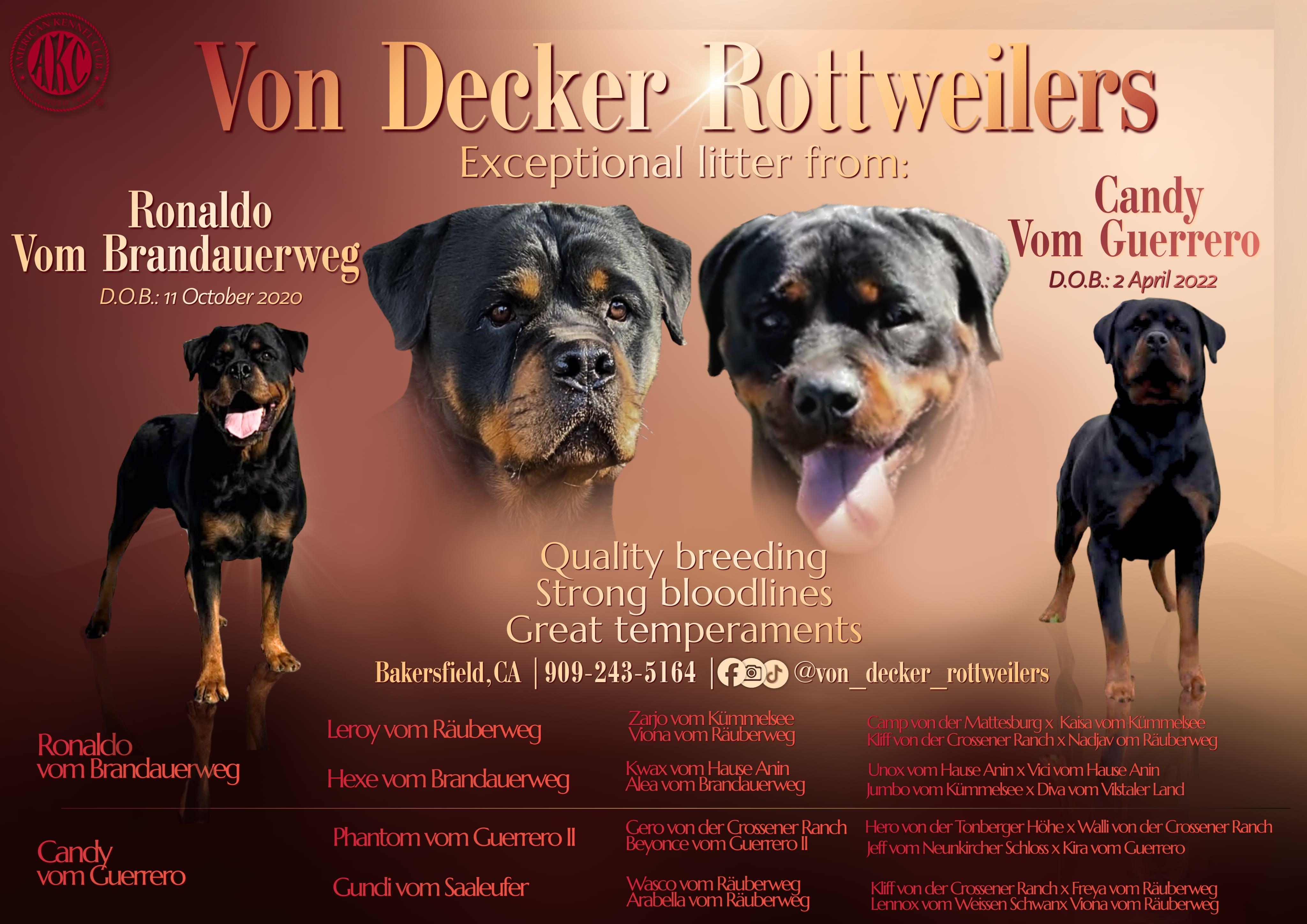 Vondara Rottweilers Von Decker Rottweilers in California | Rottweiler puppies | Good Dog