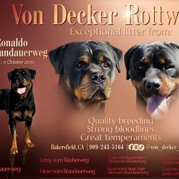 Rottweilers from Von Decker Rottweilers