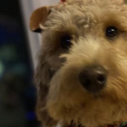 Goldendoodles and Labradoodles from DG Labradoodles