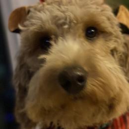 Goldendoodles and Labradoodles from DG Labradoodles