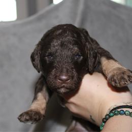 Iris - Phantom female Goldendoodle puppy in Howard City, Michigan from Doodles and Chaos