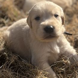 Blue Girl - Golden female Golden Retriever puppy in Amissville, Virginia from Houston’s Golden Haven