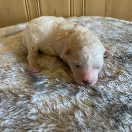 Venus - Parti female Poodle puppy in Haddam, Kansas from Golden B Acres