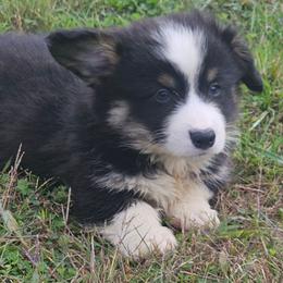 Rhett - Black and tan male Pembroke Welsh Corgi puppy in Orrtanna, Pennsylvania from Mountain Top Shepherd's