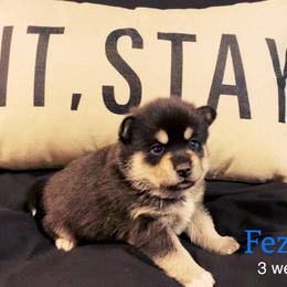 Fezzik - Tri-color male Pomsky puppy in Winston, Oregon from Arctic Tails Spitz