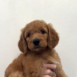 Goldendoodle Puppies from Ankeny Doodles