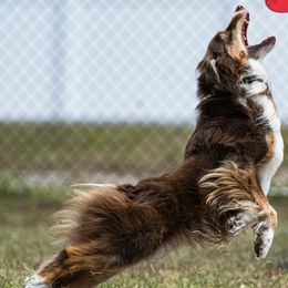 Miniature Australian Shepherds from Kat Fahle