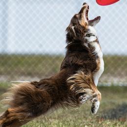 Miniature Australian Shepherds from Kat Fahle