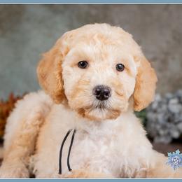 Jud - Red male Bernedoodle puppy in Connersville, Indiana from Deaz Doodle Ranch