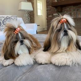 Shih Tzu Puppies from Willow Lane Shih Tzus