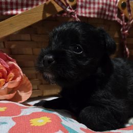 Nani - Black female Miniature Schnauzer puppy in Elgin, Iowa from Firefly Stables