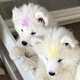 Purple Girl - White female Samoyed puppy in Riverton, Utah from Sandy Decker