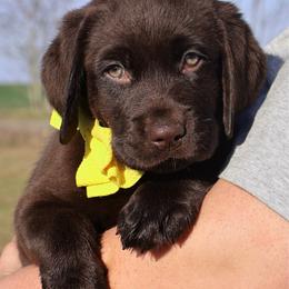 Yellow collar girl - Chocolate female Labrador Retriever puppy in Dunnellon, Florida from Quail Meadow Labradors