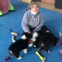 Australian Shepherd Puppies from Highline