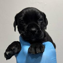 Female 3 - Black female Cane Corso puppy in Cashion, Oklahoma from APEXOK Cane Corsos LLC