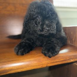 Blue Spruce - Black male Goldendoodle puppy in Fayetteville, Arkansas from Silver Hill Farm