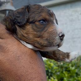 Cinnamon - Sable male Bernedoodle puppy in Richmond, Texas from Harper’s Heartbeats
