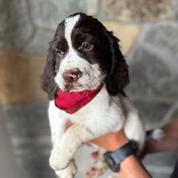 Bob - Liver and white male English Springer Spaniel puppy in Hillsboro, Virginia from Hillsboro Springers