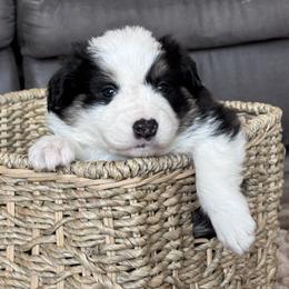 25R Green Collar - Tri-color male Border Collie puppy in Mariposa, California from Team Reeves Ranch
