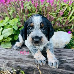 RG4 - Tri-Roan female English Springer Spaniel puppy in Britton, South Dakota from K&S Canines