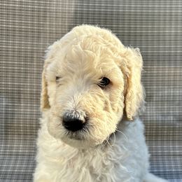 Poodle Puppies from Triangle Standards