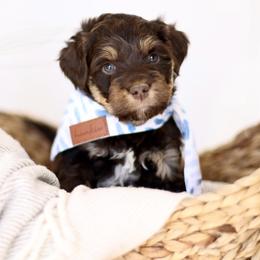 Red Bull - male Australian Mountain Doodle puppy in Spanish Fork, Utah from Little Puppy Co.