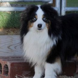 Miniature Australian Shepherds and Toy Australian Shepherds from Willow Lane Ranch