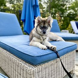 Pomsky and Siberian Husky Puppies from Kristie’s Husky Haven