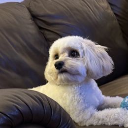 Cavachon All Grown Up from Lindy’s Cavachons