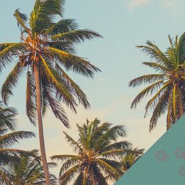 Cocker Spaniel Puppies from Richards' Cocker Kennel