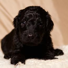 Sirius - Black male Goldendoodle puppy in Palmetto Bay, Florida from SOMIDOODLES