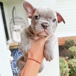French Bulldog Puppies from J & S French Bulldogs