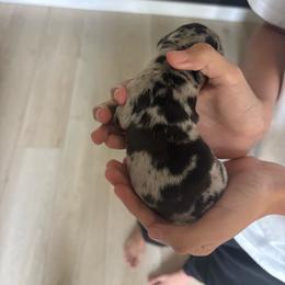 Oreo - Dapple male Dachshund puppy in Tomball, Texas from Gutierrez House of Doxies