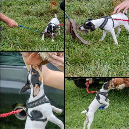 Companion Cross, Russell Terrier, and Yorkshire Terrier Puppies from Working W Kennels
