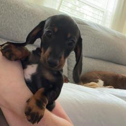 Skye - Black and tan female Dachshund puppy in Richmond, Kentucky from Cemcade Dachshunds