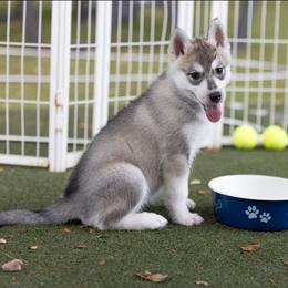 Blaze - Gray and white female Siberian Husky puppy in North Miami, Florida from Kardrovi Siberians