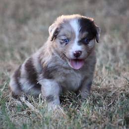 Boy 2 - male Australian Shepherd puppy in Wolfe City, Texas from Susan Warnock