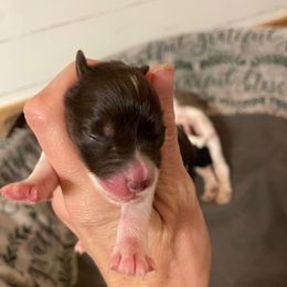 Liver Tan Parti 4 - Parti female Miniature Schnauzer puppy in Malvern, Arkansas from Deep South Miniature Schnauzers