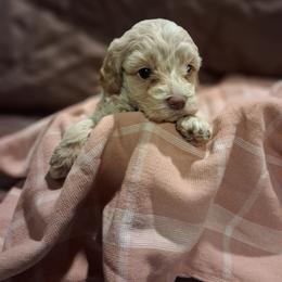 Maddy - Cream female Aussiedoodle puppy in Mena, Arkansas from Ouachita River Cockapoos