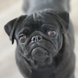 Boo - Pug