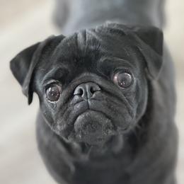 Boo - Pug