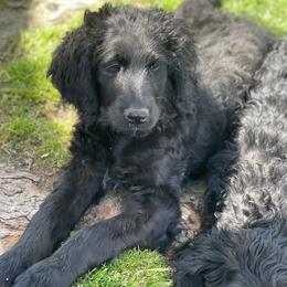 Bernedoodles, Goldendoodles, Old English Sheepdogs, Poodles, and Sheepadoodles from Funky Feather Farms