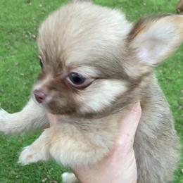 Chihuahua Puppies from Pikanoo Pups