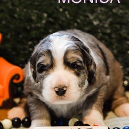 Bernedoodle and Bernese Mountain Dog Puppies from Brentwood Berners