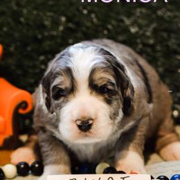 Bernedoodle and Bernese Mountain Dog Puppies from Brentwood Berners