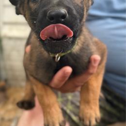 Nala - female Belgian Malinois puppy in Sheridan, Arkansas from Dark Sky Kennels